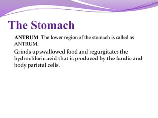 The Stomach
ANTRUM: The lower region of the stomach is called as
ANTRUM.
Grinds up swallowed food and regurgitates the
hydrochloric acid that is produced by the fundic and
body parietal cells.
 