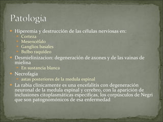 Hiperemia y destrucción de las células nerviosas en: Corteza  Mesencéfalo Ganglios basales Bulbo raquídeo  Desmielinizacion: degeneración de axones y de las vainas de mielina En sustancia blanca  Necrofagia  astas posteriores de la medula espinal La rabia clínicamente es una encefalitis con degeneración neuronal de la medula espinal y cerebro, con la aparición de inclusiones citoplasmáticas especificas, los corpúsculos de Negri que son patognomónicos de esa enfermedad 