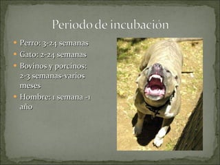 Perro: 3-24 semanas  Gato: 2-24 semanas  Bovinos y porcinos: 2-3 semanas-varios meses  Hombre: 1 semana -1 año  