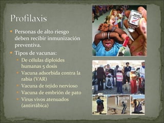 Personas de alto riesgo deben recibir inmunización preventiva.  Tipos de vacunas: De células diploides humanas 5 dosis Vacuna adsorbida contra la rabia (VAR)  Vacuna de tejido nervioso  Vacuna de embrión de pato Virus vivos atenuados (antirrábica)  