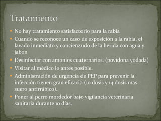 No hay tratamiento satisfactorio para la rabia  Cuando se reconoce un caso de exposición a la rabia, el lavado inmediato y concienzudo de la herida con agua y jabon Desinfectar con amonios cuaternarios. ( povidona yodada) Visitar al médico lo antes posible.  Administración de urgencia de PEP para prevenir la infección tienen gran eficacia (10 dosis y 14 dosis mas suero antirrábico). Poner al perro mordedor bajo vigilancia veterinaria sanitaria durante 10 días.  