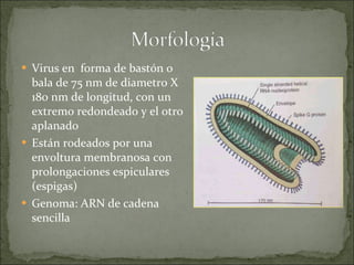 Virus en  forma de bastón o bala de 75 nm de diametro X 180 nm de longitud, con un extremo redondeado y el otro aplanado Están rodeados por una envoltura membranosa con prolongaciones espiculares (espigas) Genoma: ARN de cadena sencilla 