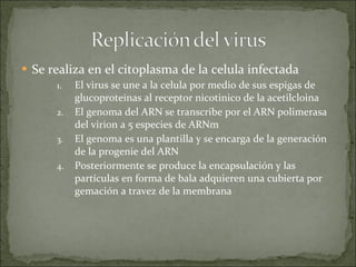 Se realiza en el citoplasma de la celula infectada  El virus se une a la celula por medio de sus espigas de glucoproteinas al receptor nicotinico de la acetilcloina  El genoma del ARN se transcribe por el ARN polimerasa del virion a 5 especies de ARNm  El genoma es una plantilla y se encarga de la generación de la progenie del ARN  Posteriormente se produce la encapsulación y las partículas en forma de bala adquieren una cubierta por gemación a travez de la membrana 