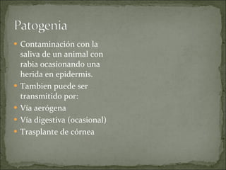 Contaminación con la saliva de un animal con rabia ocasionando una herida en epidermis. Tambien puede ser transmitido por: Vía aerógena Vía digestiva (ocasional) Trasplante de córnea 