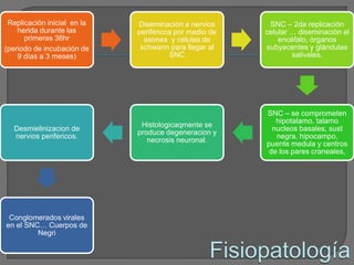 Replicación inicial en la   Diseminación a nervios      SNC – 2da replicación
    herida durante las       periféricos por medio de   celular … diseminación al
      primeras 36hr            axones y células de          encéfalo, órganos
(periodo de incubación de     schwann para llegar al    subyacentes y glándulas
    9 días a 3 meses)                  SNC                      salivales.




                                                        SNC – se comprometen
                                                           hipotalamo, talamo
                              Histologicaqmente se
  Desmielinizacion de                                     nucleos basales, sust
                             produce degeneracion y
  nervios perifericos.                                     negra, hipocampo,
                                necrosis neuronal.
                                                        puente medula y centros
                                                         de los pares craneales,




 Conglomerados virales
en el SNC… Cuerpos de
         Negri
 
