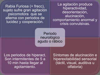 La agitación produce
 Rabia Furiosa (+ frecc),
                                   hiperactividad,
sujeto sufre gran agitación
                                  desorientación,
   psicomotora que se
                                     alucinación,
 alterna con periodos de
                              comportamiento anormal y
  lucidez y cooperación.
                                 crisis convulsivas.

                        Periodo
                      neurológico
                     agudo o rábico


Los periodos de hiperact.     Síntomas de alucinación e
Son intermitentes de 5 a      hiperexitabilidad sensorial
  10 min hasta llegar al       (táctil, visual, auditiva u
      agotamiento.                       olfatoria)
 