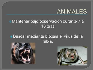  Mantener   bajo observación durante 7 a
                   10 días

 Buscar   mediante biopsia el virus de la
                  rabia.
 