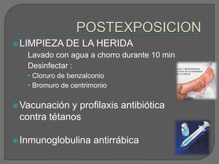  LIMPIEZA     DE LA HERIDA
  • Lavado con agua a chorro durante 10 min
  • Desinfectar :
     Cloruro de benzalconio
     Bromuro de centrimonio

 Vacunación y profilaxis antibiótica
 contra tétanos

 Inmunoglobulina      antirrábica
 