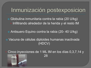    Globulina inmunitaria contra la rabia (20 U/kg)
     • Infiltrando alrededor de la herida y el resto IM

    Antisuero Equino contra la rabia (20- 40 U/kg)

   Vacuna de células diploides humanas inactivada
                       (HDCV)

• Cinco inyecciones de 1 ML IM en los días 0,3,7,14 y
                             28
 