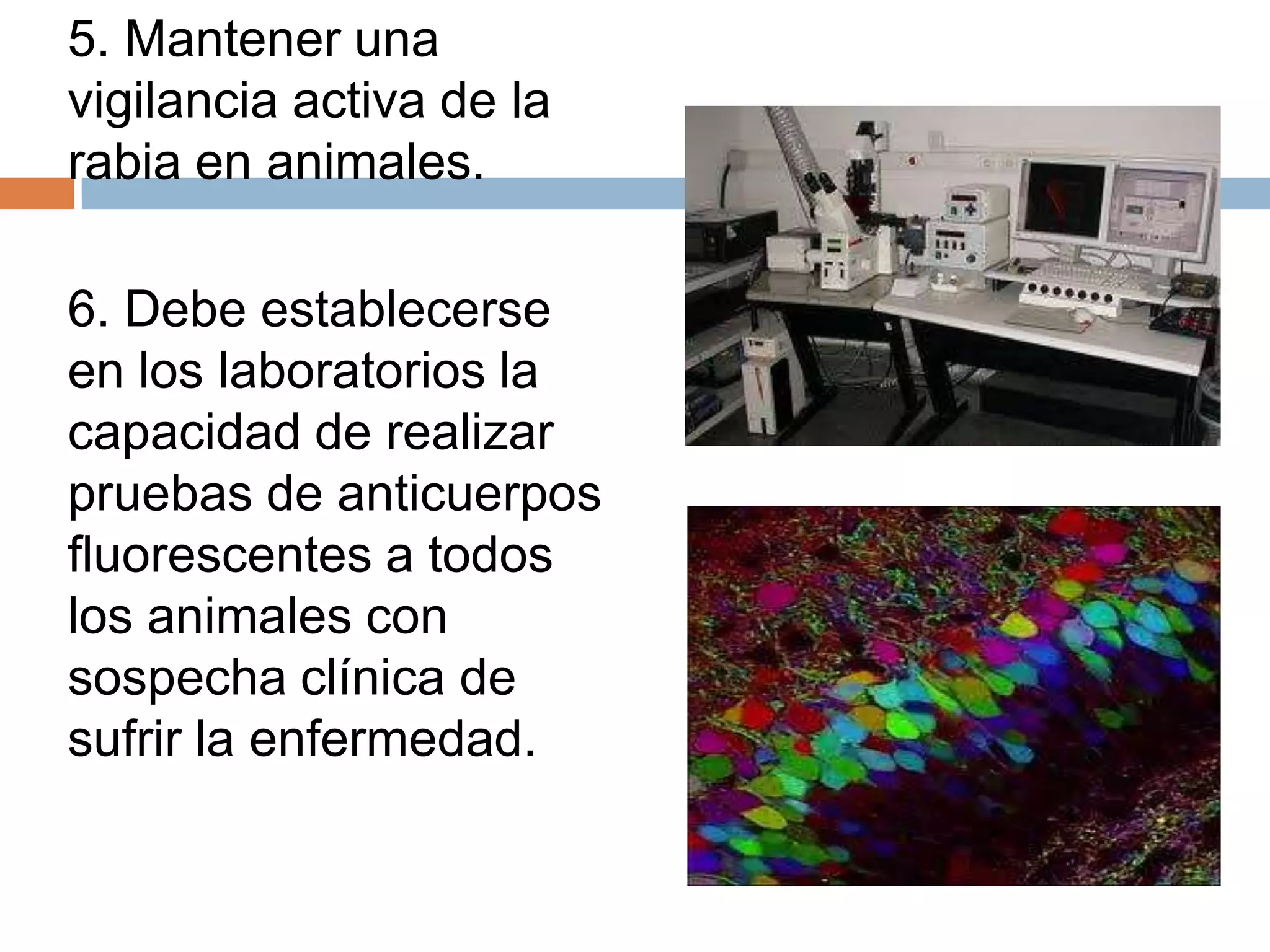5. Mantener una
vigilancia activa de la
rabia en animales.
6. Debe establecerse
en los laboratorios la
capacidad de realizar
pruebas de anticuerpos
fluorescentes a todos
los animales con
sospecha clínica de
sufrir la enfermedad.
 