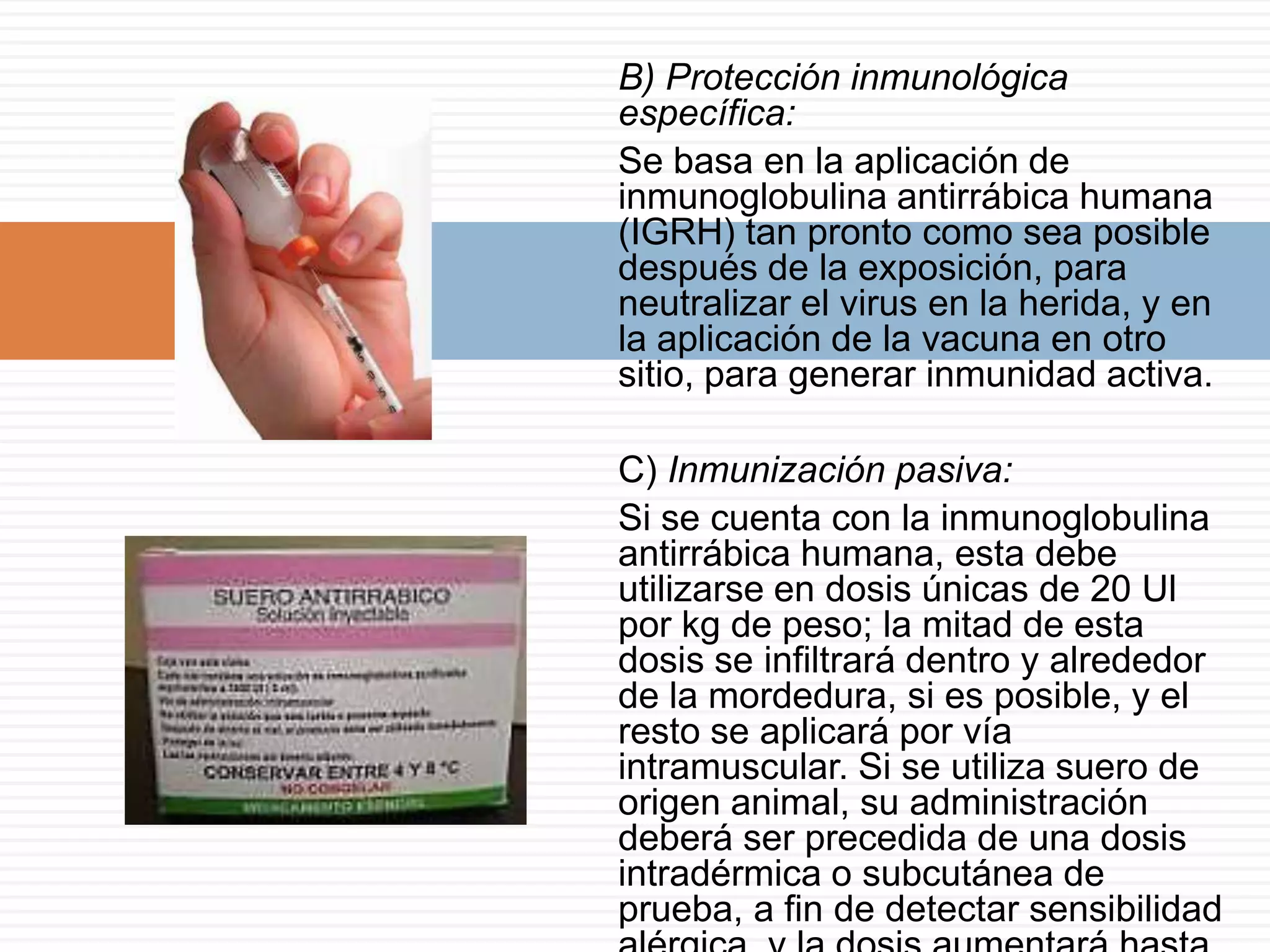 B) Protección inmunológica
específica:
Se basa en la aplicación de
inmunoglobulina antirrábica humana
(IGRH) tan pronto como sea posible
después de la exposición, para
neutralizar el virus en la herida, y en
la aplicación de la vacuna en otro
sitio, para generar inmunidad activa.
C) Inmunización pasiva:
Si se cuenta con la inmunoglobulina
antirrábica humana, esta debe
utilizarse en dosis únicas de 20 Ul
por kg de peso; la mitad de esta
dosis se infiltrará dentro y alrededor
de la mordedura, si es posible, y el
resto se aplicará por vía
intramuscular. Si se utiliza suero de
origen animal, su administración
deberá ser precedida de una dosis
intradérmica o subcutánea de
prueba, a fin de detectar sensibilidad
 