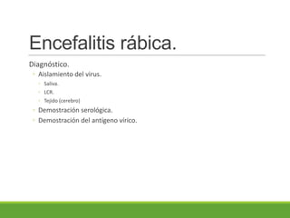 Encefalitis rábica.
Diagnóstico.
◦ Aislamiento del virus.
◦ Saliva.
◦ LCR.
◦ Tejido (cerebro)
◦ Demostración serológica.
◦ Demostración del antígeno vírico.
 