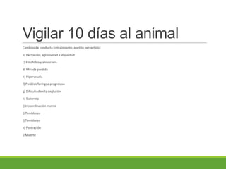 Vigilar 10 días al animal
Cambios de conducta (retraimiento, apetito pervertido)
b) Excitación, agresividad e inquietud
c) Fotofobia y anisocoria
d) Mirada perdida
e) Hiperacusia
f) Parálisis faríngea progresiva
g) Dificultad en la deglución
h) Sialorrea
i) Incoordinación motriz
j) Temblores
j) Temblores
k) Postración
l) Muerte
 