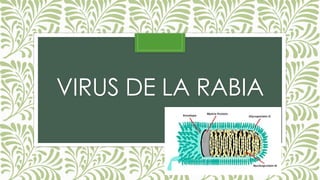 VIRUS DE LA RABIA

 