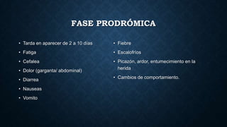 FASE PRODRÓMICA
• Tarda en aparecer de 2 a 10 días
• Fatiga
• Cefalea
• Dolor (garganta/ abdominal)
• Diarrea
• Nauseas
• Vomito
• Fiebre
• Escalofríos
• Picazón, ardor, entumecimiento en la
herida
• Cambios de comportamiento.
 