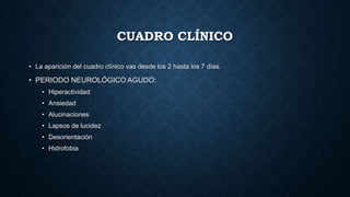 CUADRO CLÍNICO
• La aparición del cuadro clínico vas desde los 2 hasta los 7 días.
• PERIODO NEUROLÓGICO AGUDO:
• Hiperactividad
• Ansiedad
• Alucinaciones
• Lapsos de lucidez
• Desorientación
• Hidrofobia
 