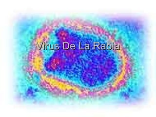 Virus De La RabiaVirus De La Rabia
 