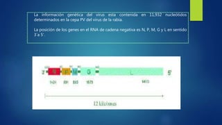 La información genética del virus esta contenida en 11,932 nucleótidos
determinados en la cepa PV del virus de la rabia.
La posición de los genes en el RNA de cadena negativa es N, P, M, G y L en sentido
3´a 5'.
 