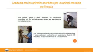 07/05/2023
Conducta con los animales mordidos por un animal con rabia
confirmada
 