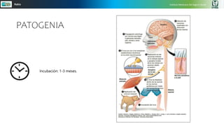 Instituto Mexicano Del Seguro Social
Rabia
Incubación: 1-3 meses.
PATOGENIA
 