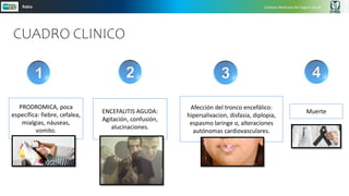 CUADRO CLINICO
Instituto Mexicano Del Seguro Social
Rabia
PRODROMICA, poca
específica: fiebre, cefalea,
mialgias, náuseas,
vomito.
ENCEFALITIS AGUDA:
Agitación, confusión,
alucinaciones.
Afección del tronco encefálico:
hipersalivacion, disfasia, diplopia,
espasmo laringe o, alteraciones
autónomas cardiovasculares.
Muerte
 