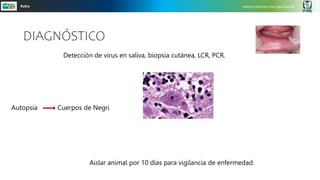 Instituto Mexicano Del Seguro Social
Rabia
Detección de virus en saliva, biopsia cutánea, LCR, PCR.
DIAGNÓSTICO
Autopsia Cuerpos de Negri
Aislar animal por 10 días para vigilancia de enfermedad.
 
