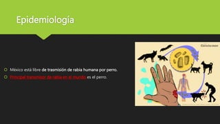 Epidemiología
México está libre de trasmisión de rabia humana por perro.
Principal transmisor de rabia en el mundo es el perro.