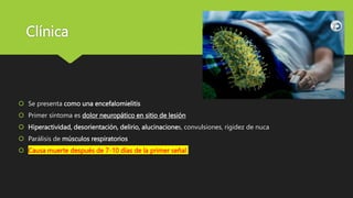 Clínica
Se presenta como una encefalomielitis
Primer síntoma es dolor neuropático en sitio de lesión
Hiperactividad, desorientación, delirio, alucinaciones, convulsiones, rigidez de nuca
Parálisis de músculos respiratorios
Causa muerte después de 7-10 días de la primer señal