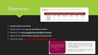 Tratamiento
Lavado extenso de herida
Administración de vacuna antirrábica humana
Aplicación de inmunoglobulina antirrábica humana
Seguimiento hasta finalizar esquema de vacunación
Cierre de herida: sutura 1hr después de infiltrar con igAH