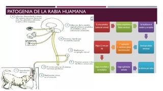 DIAPOSITIVAS DE RABIA 2024SEGUN NORMAS TECNICAS DE MINSA | PPTX