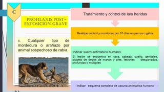 Rabia Rind Rabia normativa | PPTX