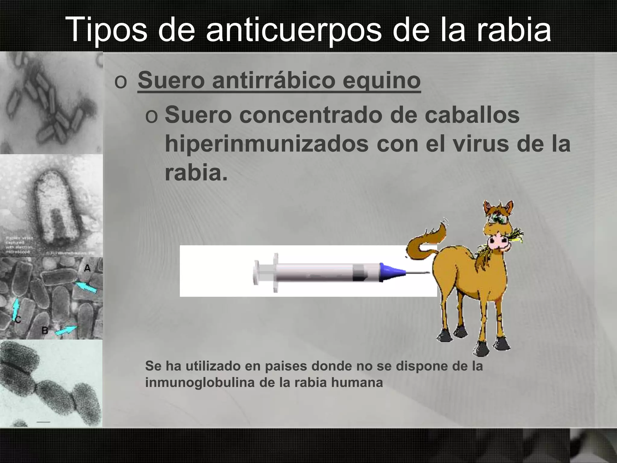 Tipos de anticuerpos de la rabia
o Suero antirrábico equino
o Suero concentrado de caballos
hiperinmunizados con el virus de la
rabia.
Se ha utilizado en paises donde no se dispone de la
inmunoglobulina de la rabia humana
 