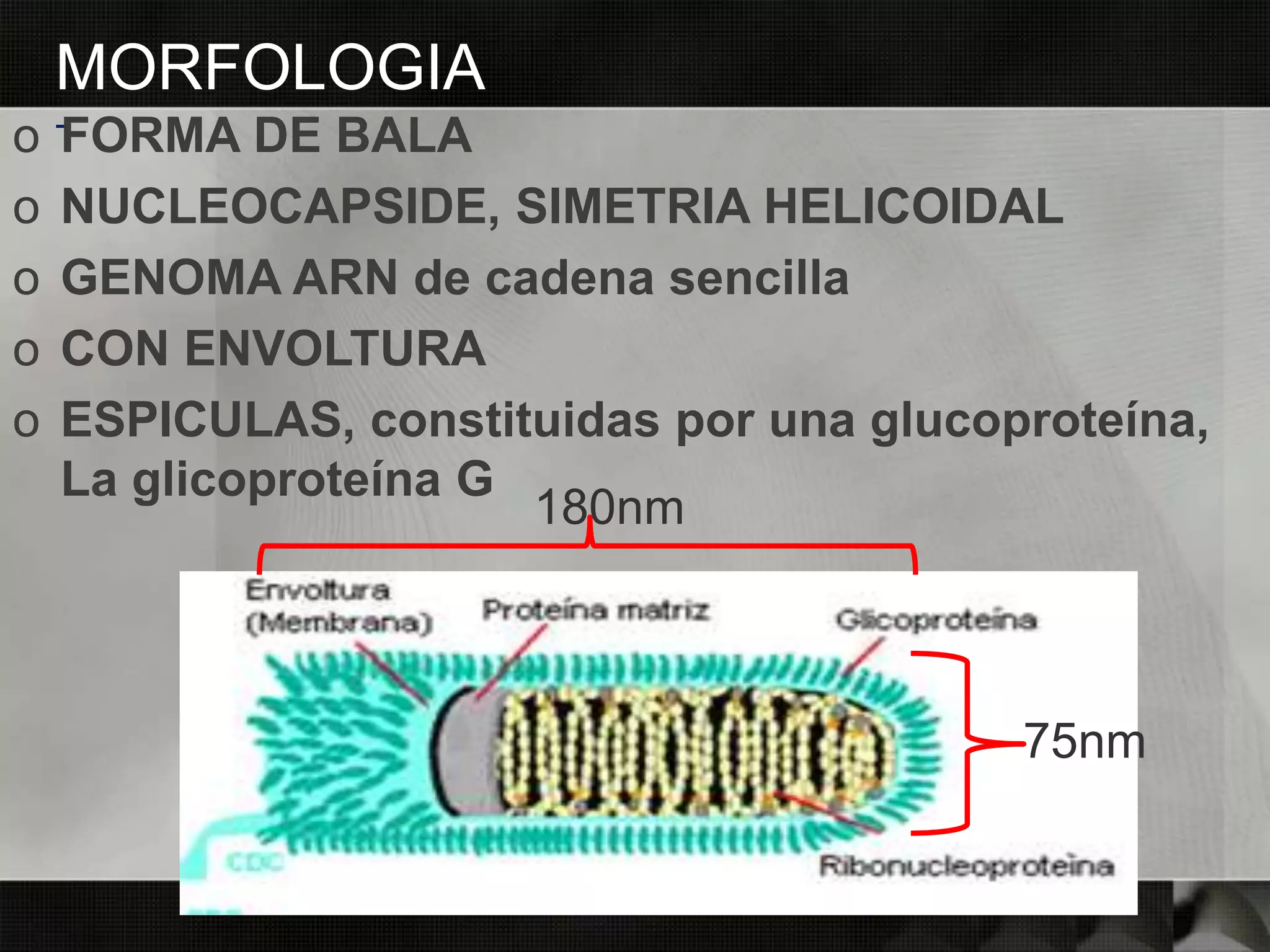 MORFOLOGIA
-
o FORMA DE BALA
o NUCLEOCAPSIDE, SIMETRIA HELICOIDAL
o GENOMA ARN de cadena sencilla
o CON ENVOLTURA
o ESPICULAS, constituidas por una glucoproteína,
La glicoproteína G
180nm
75nm
 