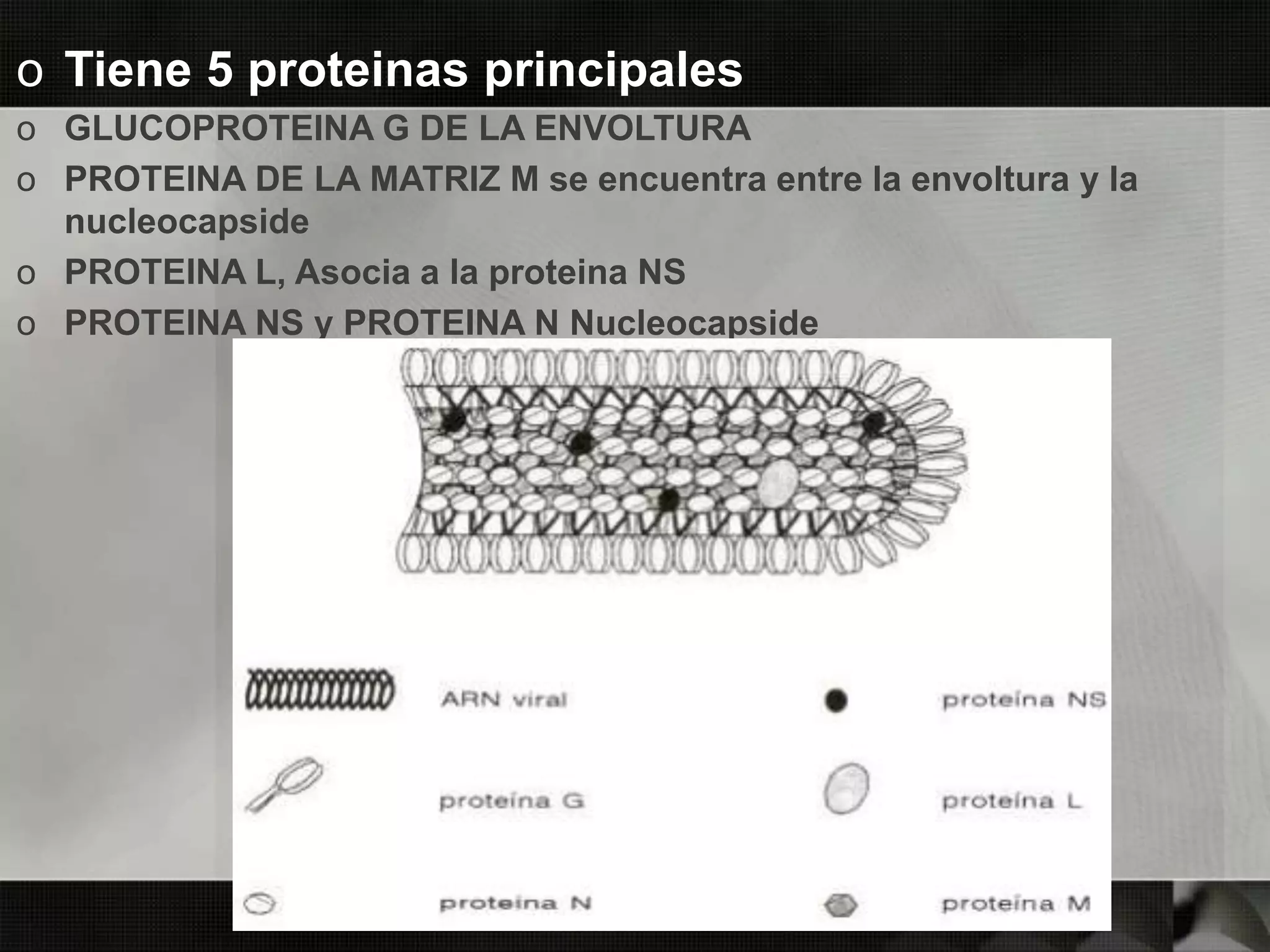 o Tiene 5 proteinas principales
o GLUCOPROTEINA G DE LA ENVOLTURA
o PROTEINA DE LA MATRIZ M se encuentra entre la envoltura y la
nucleocapside
o PROTEINA L, Asocia a la proteina NS
o PROTEINA NS y PROTEINA N Nucleocapside
 