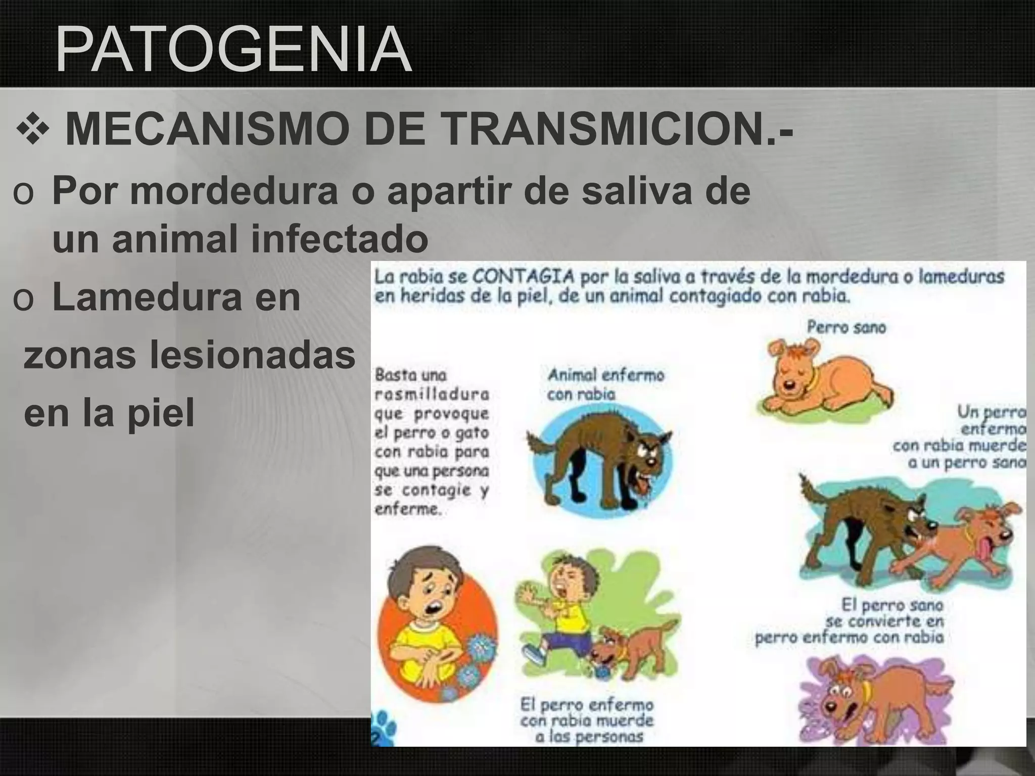  MECANISMO DE TRANSMICION.-
o Por mordedura o apartir de saliva de
un animal infectado
o Lamedura en
zonas lesionadas
en la piel
PATOGENIA
 