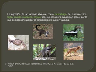 La agresión de un animal silvestre como murciélago de cualquier tipo,
tejón, zorrillo, mapache, coyote, etc., se considera exposición grave, por lo
que es necesario aplicar el tratamiento de suero y vacuna.
 NORMA OFICIAL MEXICANA, NOM-011-SSA2-1993, "Para la Prevención y Control de la
Rabia"
 