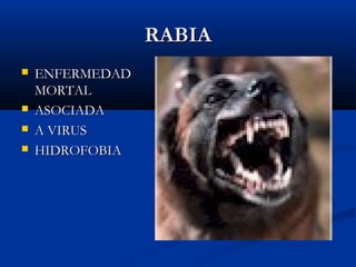 RABIARABIA
 ENFERMEDADENFERMEDAD
MORTALMORTAL
 ASOCIADAASOCIADA
 A VIRUSA VIRUS
 HIDROFOBIAHIDROFOBIA
 