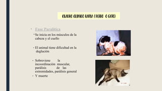 Partial Paralysis Rabies Comprehensive Overview of Rabies: Causes, Transmission, and Prevention ...