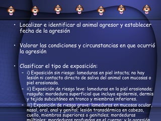 Localizar e identificar al animal agresor y establecer fecha de la agresión Valorar las condiciones y circunstancias en que ocurrió la agresión Clasificar el tipo de exposición: i) Exposición sin riesgo: lameduras en piel intacta; no hay lesión ni contacto directo de saliva del animal con mucosas o piel erosionada. ii) Exposición de riesgo leve: lameduras en la piel erosionada; rasguño; mordedura superficial que incluya epidermis, dermis y tejido subcutáneo en tronco y miembros inferiores. iii) Exposición de riesgo grave: lameduras en mucosas ocular, nasal, oral, anal y genital; lesión transdérmica en cabeza, cuello, miembros superiores o genitales; mordeduras múltiples; mordeduras profundas en el cuerpo; y la agresión de un animal silvestre o de uno no identificado. 