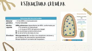 RABIA (2).pdf