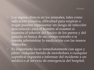    Los signos clínicos en los animales, tales como
    salivación excesiva, dificultad para respirar o
    tragar pueden representar un riesgo de infección
    desconocido para el hombre al examen si
    examina el interior del hocico de los perros y del
    ganado en busca de un cuerpo extraño o si
    intenta administrar la medicación con las manos
    desnudas.
   Es importante lavar inmediatamente con agua y
    jabón cualquier herida de mordedura o cualquier
    superficie expuesta e informar del incidente a un
    médico o al servicio de emergencia del hospital.
 