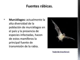  Murciélagos: actualmente la 
alta diversidad de la 
población de murciélagos en 
el país y la presencia de 
especies infectadas, hacen 
de estos mamíferos la 
principal fuente de 
transmisión de la rabia. 
Tadarida brasiliensis 
 