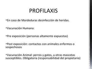 PROFILAXIS 
En caso de Mordeduras desinfección de heridas. 
Vacunación Humana: 
Pre exposición (personas altamente expuestas) 
Post exposición: contactos con animales enfermos o 
sospechosos 
Vacunación Animal: perros y gatos, u otras mascotas 
susceptibles. Obligatoria (responsabilidad del propietario) 
 