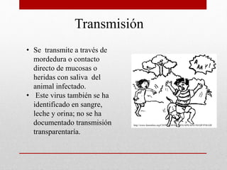 Transmisión
• Se transmite a través de
mordedura o contacto
directo de mucosas o
heridas con saliva del
animal infectado.
• Este virus también se ha
identificado en sangre,
leche y orina; no se ha
documentado transmisión
transparentaría.
http://www.fastonline.org/CD3WD_40/HLTHES/APS/APS15S/GIF/P30.GIF
 
