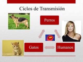 Ciclos de Transmisión
Perros
HumanosGatos
http://upload.wikimedia.org/wikipedia/commons/thumb/d/d6/GermanShep1_wb.jpg/250px-GermanShep1_wb.jpg
http://www.animalesyanimales.com/wp-content/uploads/2009/04/20081102164739-fotos-gatos-300x225.jpg
http://www.sitiosespana.com/imagenes-2010/mujer-1.jpg
http://4.bp.blogspot.co
m/_Yp9Sztl4igM/TJrT
77ewhFI/AAAAAAA
AIUs/G5GC10BAi20/s
1600/20090121213448
-rabia-1-.jpg
 