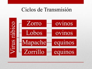 Ciclos de Transmisión
Virusrábico
Zorro ovinos
Lobos ovinos
Mapache equinos
Zorrillo equinos
 