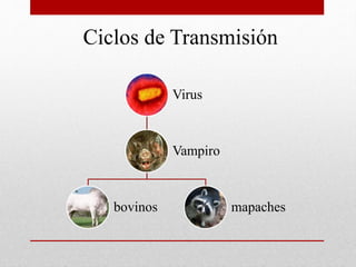 Ciclos de Transmisión
Virus
Vampiro
bovinos mapaches
 