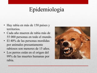 Epidemiologia
• Hay rabia en más de 150 países y
territorios.
• Cada año mueren de rabia más de
55 000 personas en todo el mundo.
• El 40% de las personas mordidas
por animales presuntamente
rabiosos son menores de 15 años.
• Los perros están en el origen del
99% de las muertes humanas por
rabia.
http://jralonso.es/files/2011/11/RABIES-DOG.jpg
 