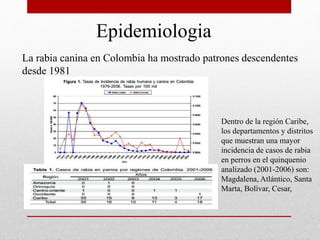 Epidemiologia
La rabia canina en Colombia ha mostrado patrones descendentes
desde 1981
Dentro de la región Caribe,
los departamentos y distritos
que muestran una mayor
incidencia de casos de rabia
en perros en el quinquenio
analizado (2001-2006) son:
Magdalena, Atlántico, Santa
Marta, Bolívar, Cesar,
 