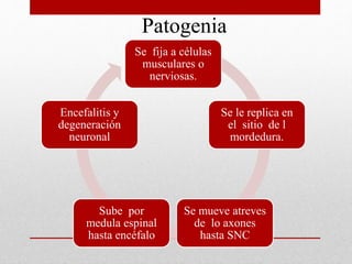 Patogenia
Se fija a células
musculares o
nerviosas.
Se le replica en
el sitio de l
mordedura.
Se mueve atreves
de lo axones
hasta SNC
Sube por
medula espinal
hasta encéfalo
Encefalitis y
degeneración
neuronal
 